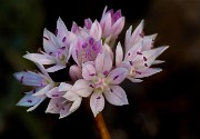 Allium amplectens - Paper Onion 14-4161_1